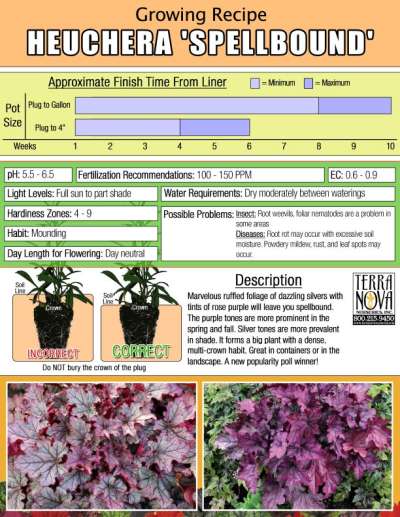 Heuchera 'Spellbound' - Growing Recipe