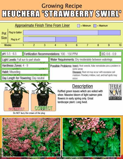 Heuchera 'Strawberry Swirl' - Growing Recipe