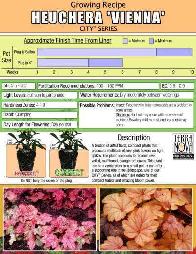 Heuchera 'Vienna' - Growing Recipe