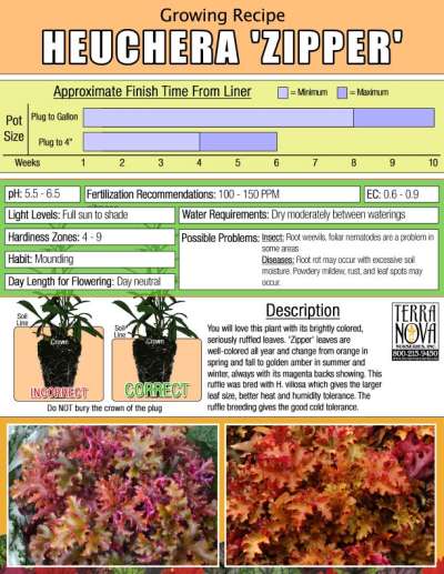 Heuchera 'Zipper' - Growing Recipe