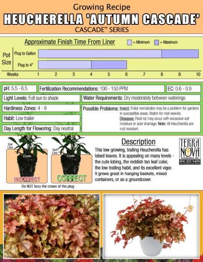 Heucherella 'Autumn Cascade' - Growing Recipe