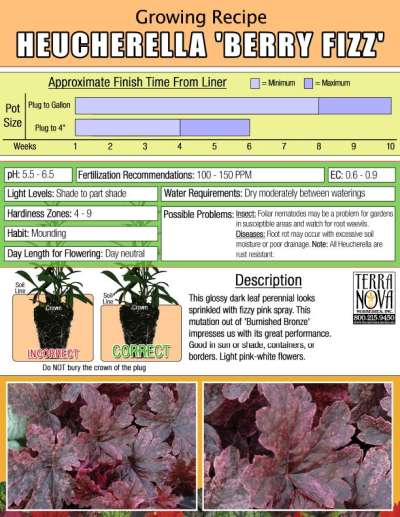 Heucherella 'Berry Fizz' - Growing Recipe