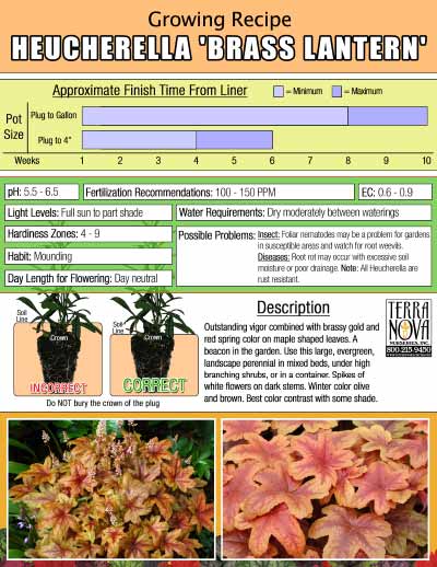 Heucherella 'Brass Lantern' - Growing Recipe