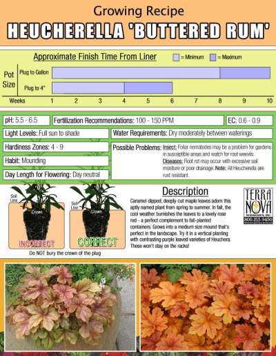 Heucherella 'Buttered Rum' - Growing Recipe