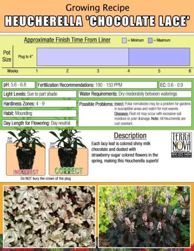 Heucherella 'Chocolate Lace' - Growing Recipe