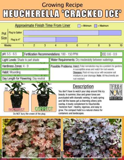 Heucherella 'Cracked Ice' - Growing Recipe