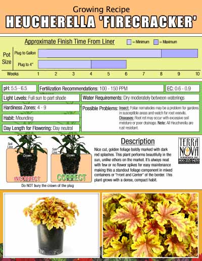 Heucherella 'Firecracker' - Growing Recipe
