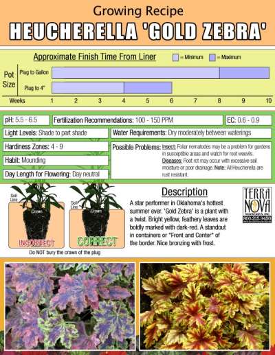 Heucherella 'Gold Zebra' - Growing Recipe