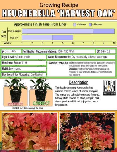 Heucherella 'Harvest Oak' - Growing Recipe