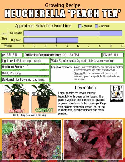 Heucherella 'Peach Tea' - Growing Recipe