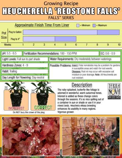 Heucherella 'Redstone Falls' - Growing Recipe