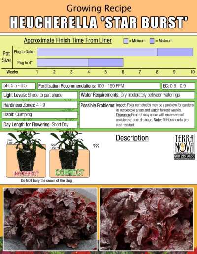 Heucherella 'Star Burst' - Growing Recipe