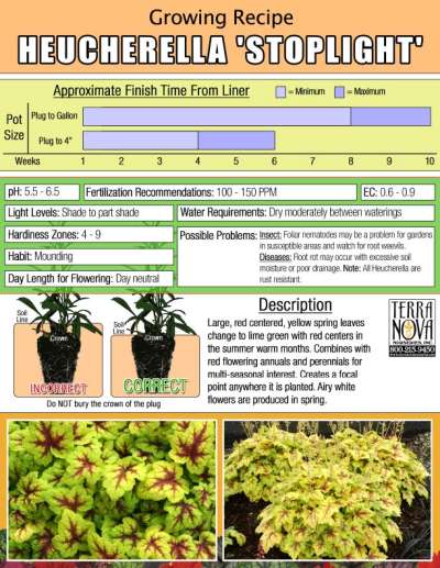 Heucherella 'Stoplight' - Growing Recipe