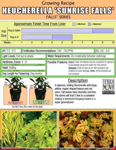 Heucherella 'Sunrise Falls' - Growing Recipe