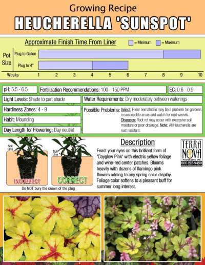 Heucherella 'Sunspot' - Growing Recipe