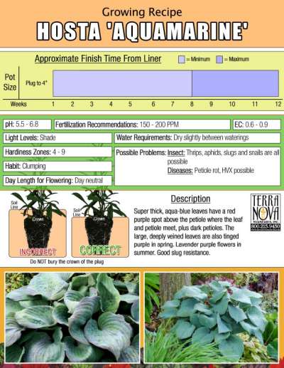 Hosta 'Aquamarine' - Growing Recipe