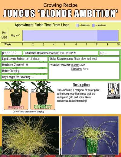 Juncus 'Blonde Ambition' - Growing Recipe