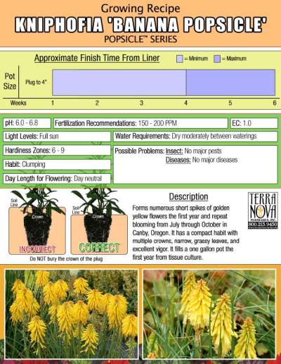 Kniphofia 'Banana Popsicle' - Growing Recipe