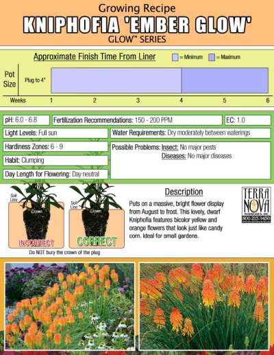 Kniphofia 'Ember Glow' - Growing Recipe