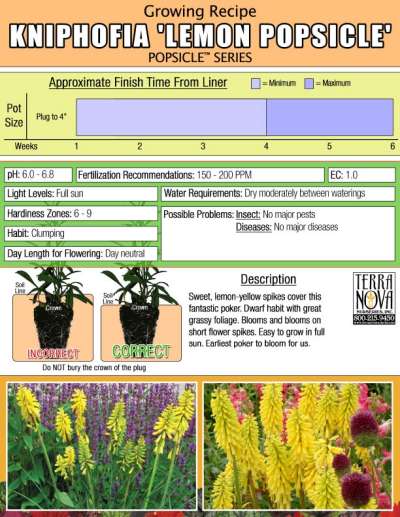 Kniphofia 'Lemon Popsicle' - Growing Recipe