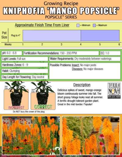 Kniphofia 'Mango Popsicle' - Growing Recipe