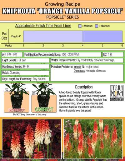 Kniphofia 'Orange Vanilla Popsicle' - Growing Recipe