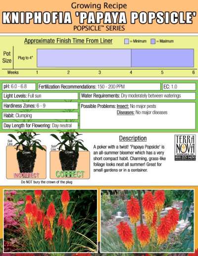 Kniphofia 'Papaya Popsicle' - Growing Recipe