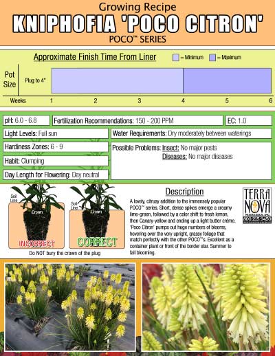 Kniphofia POCO™ 'Citron' - Growing Recipe