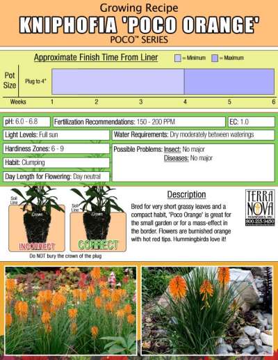 Kniphofia POCO™ 'Orange' - Growing Recipe