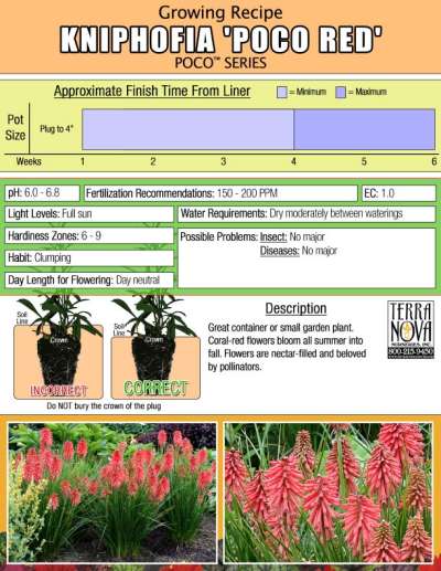 Kniphofia POCO™ 'Red' - Growing Recipe