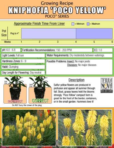 Kniphofia POCO™ 'Yellow' - Growing Recipe