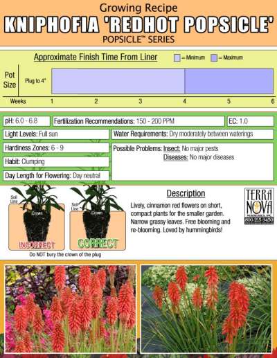 Kniphofia 'Redhot Popsicle' - Growing Recipe