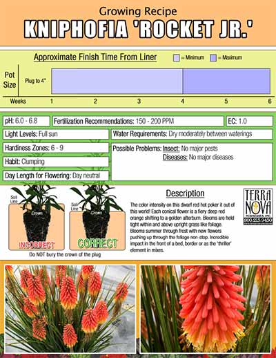 Kniphofia 'Rocket Jr.' - Growing Recipe