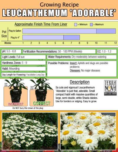 Leucanthemum 'Adorable' - Growing Recipe
