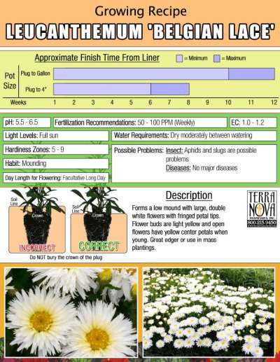 Leucanthemum 'Belgian Lace' - Growing Recipe