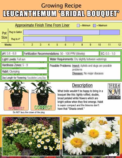 Leucanthemum 'Bridal Bouquet' - Growing Recipe