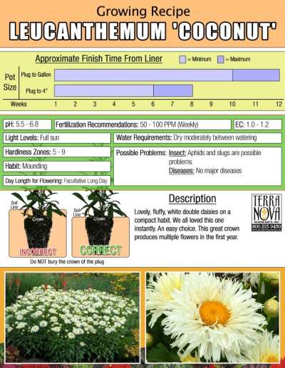 Leucanthemum 'Coconut' - Growing Recipe