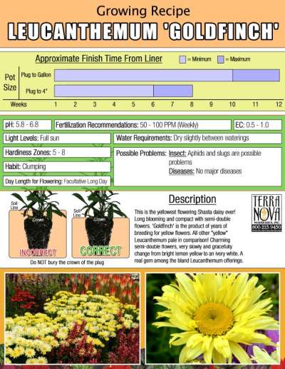 Leucanthemum 'Goldfinch' - Growing Recipe