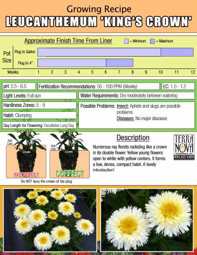 Leucanthemum 'King's Crown' - Growing Recipe