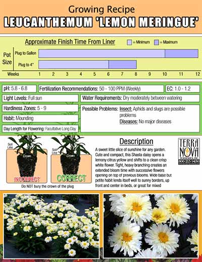 Leucanthemum 'Lemon Meringue' - Growing Recipe