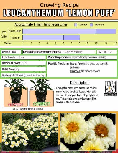 Leucanthemum 'Lemon Puff' - Growing Recipe