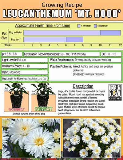 Leucanthemum 'Mt. Hood' - Growing Recipe