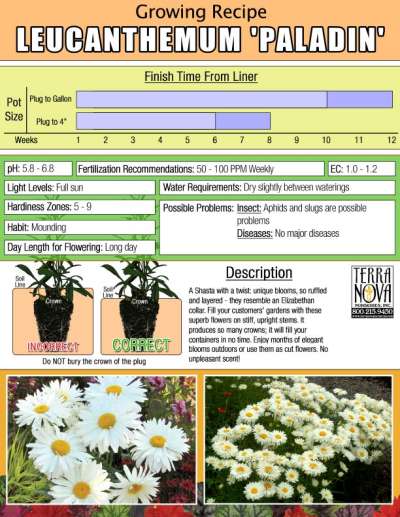 Leucanthemum 'Paladin' - Growing Recipe