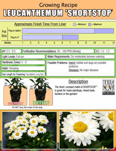 Leucanthemum 'Shortstop' - Growing Recipe