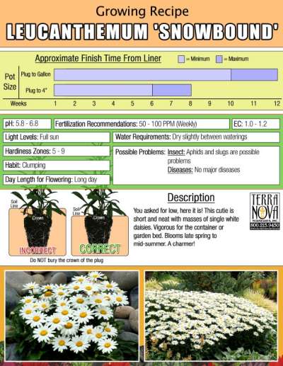 Leucanthemum 'Snowbound' - Growing Recipe