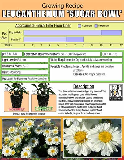 Leucanthemum 'Sugar Bowl' - Growing Recipe