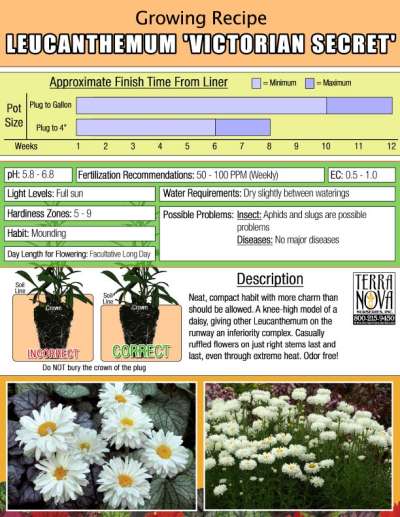 Leucanthemum 'Victorian Secret' - Growing Recipe