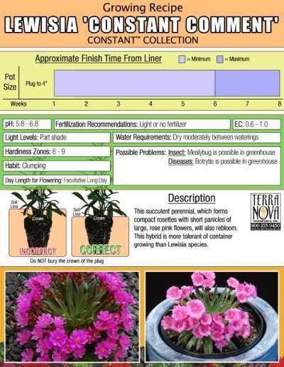 Lewisia 'Constant Comment' - Growing Recipe