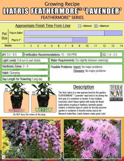 Liatris FEATHERMORE™ 'Lavender' - Growing Recipe