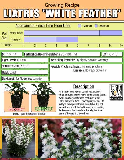 Liatris 'White Feather' - Growing Recipe